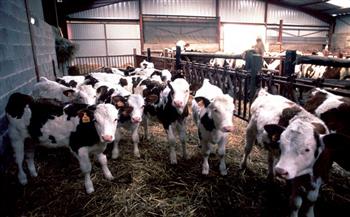 سويسرا تسجل أول إصابة بجنون البقر منذ عدة سنوات 