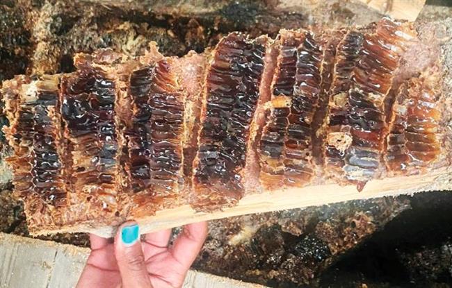 وجدا جدران المنزل تقطر عسلا.. مفاجأة صادمة لزوجان بريطانيين