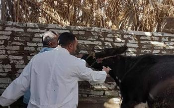 «بيطري الغربية»: تحصين 74 ألف رأس ماشية ضد الحمى القلاعية والوادي المتصدع