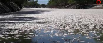 مشهد صادم.. نفوق ملايين الأسماك وسط موجة حر في أستراليا (فيديو)