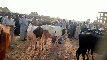 «بيطري الأقصر» تطلق الحملة القومية الأولى لتحصين الماشية بعد غد