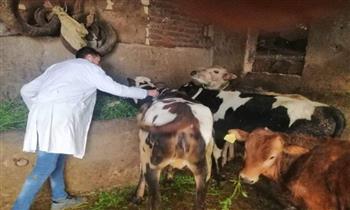 محافظ الغربية: نستهدف تحصين 266 ألفا و545 رأسا من الماشية ضد الأمراض الوبائية
