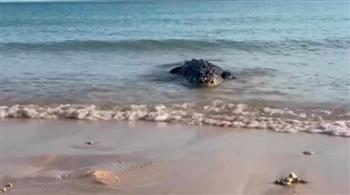 لن تصدق.. تمساح عملاق يهرب من فريسته لسبب غريب (فيديو)