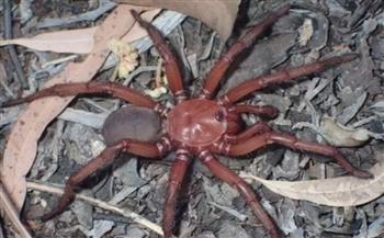 الباب المسحور.. اكتشاف عنكبوت مرعب أحمر اللون في أستراليا