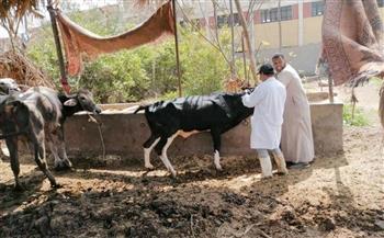 تحصين أكثر من 260 ألف رأس ماشية ضد الحمى القلاعية والوادي المتصدع في المنوفية