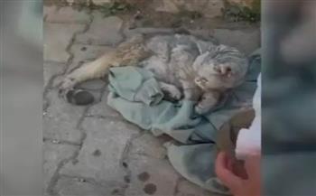 فيديو.. إنقاذ قطة من تحت الأنقاض بعد 49 يومًا على زلزال تركيا