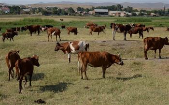 اكتشاف حالة إصابة بـ«جنون البقر» في البرازيل ودول عدة تعلق استيراد اللحوم منها