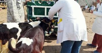 «بيطري الغربية»: تحصين 163 ألف رأس ماشية ضد الجلد العقدي للأبقار وجدري الأغنام