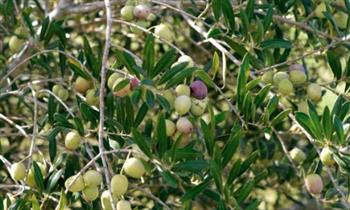  الفلسطينيون يحيون يوم الأرض بزراعة أشجار الزيتون