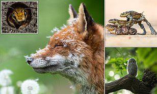 الصور الفائزة بجوائز التصوير الفوتوغرافي للحياة البرية البريطانية 2023