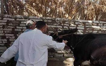 محافظ الإسكندرية : نستهدف تحصين 145 ألف رأس ماشية ضد الحمى القلعية والوادي المتصدع