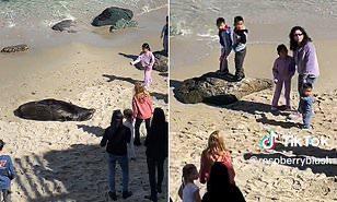 طفلة تتعرض للطرد من الشاطئ بسبب أسد بحر (فيديو)
