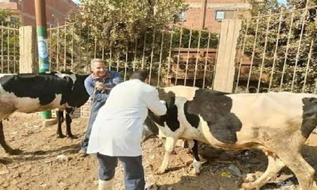 انطلاق حملة تحصين الماشية أبرز أنشطة مديريات الوزارة في أسبوع