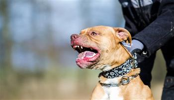 الرفق بالحيوان: كلب الـ«بيتبول» الشرس يستطيع قتل الإنسان