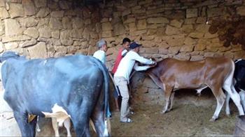 «بيطري الغربية»: تحصين 48 ألف رأس ماشية ضد الحمى القلاعية والوادي المتصدع