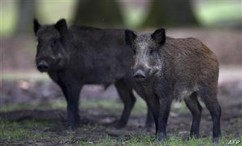 الفلبين تؤكد تفشي حمى الخنازير الأفريقية في مقاطعة سيبو وسط البلاد
