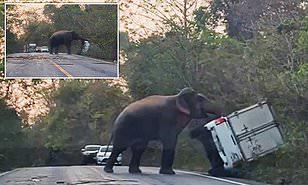 عقاب شديد.. فيل يقلب شاحنة رفضت انتظاره لعبور الطريق 