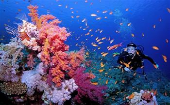 "معلومات الوزراء": 209 أنواع من الشعاب المرجانية موجودة في مصر