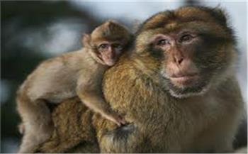 أمثال شعبية (30-19)| القرد في عين أمه غزال 