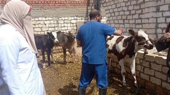 محافظ المنوفية: تحصين 352 ألف رأس ماشية ضد الحمى القلاعية والوادي المتصدع