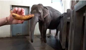 مشهد يحير العلماء.. أنثى فيل تُقشّر الموز قبل تناوله (فيديو)