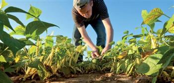 بالانفوجراف | "الزراعة في أسبوع" نشرة الحصاد رقم ١٣٨  لأنشطة الوزارة