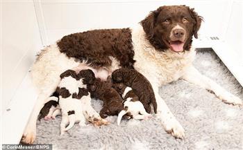 الواحد بـ1500 دولار.. ولادة جديدة لأندر سلالات الكلاب في العالم
