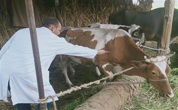 بيطري الغربية: تحصين 232 ألف رأس ماشية ضد الحمي القلاعية