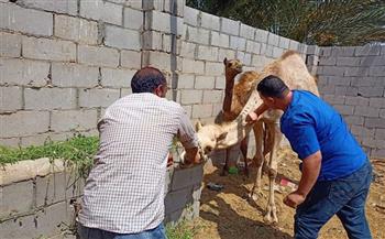 "بيطري بني سويف": تحصين أكثر من 111 ألف رأس ماشية ضد الحمى القلاعية والوادي المتصدع