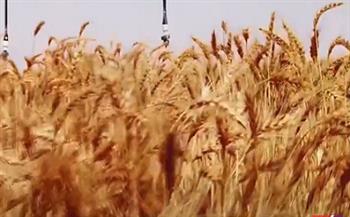أستاذ اقتصاد زراعي : لهذا السبب ارتفعت إنتاجية فدان القمح من 8 إلى 18 إردبًا