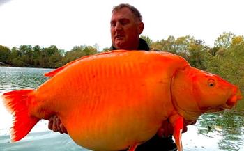 بوزن طفل عمره 10 سنوات.. صياد بريطاني يصطاد سمكة ذهبية ضخمة