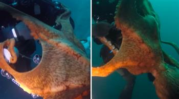 فيديو مرعب.. أخطبوط عملاق يلتف على عنق غواص ويسحبه 40 قدمًا تحت الماء