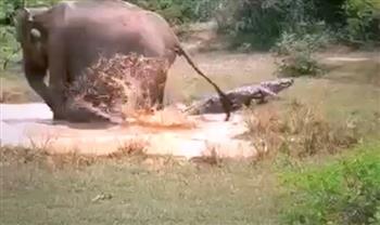 دفاعًا عن صغيرها.. أنثى فيل تخوض معركة شرسة مع تمساح ضخم (فيديو)