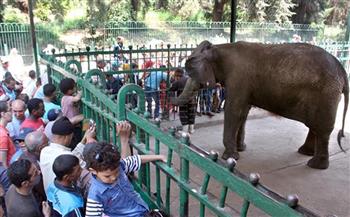 رئيس حدائق الحيوان: 22 ألف زائر  احتفالًا بعيد شم النسيم 