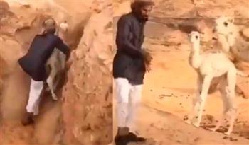مشهد مذهل.. سعودي ينقذ جملا صغيرا من حفرة ويسلمه لأمه (فيديو)