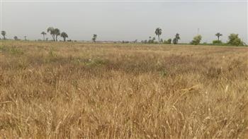 «الزراعة» تتابع حقول تقاوي المحاصيل الاستراتيجية على مستوى الجمهورية