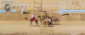 انطلاق بطولة سباق الهجن بالعريش ضمن احتفالات العيد القومي لشمال سيناء.. (فيديو)