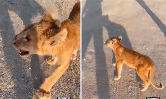 أثار الرعب بين الجميع.. شبل غاضب يتجول في شوارع الكويت (فيديو)