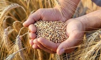 «التموين»: استلام القمح من المزارعين من خلال الصوامع التابعة للوزارة 