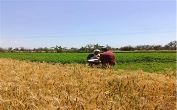 وزير الزراعة يؤكد ضرورة متابعة حصاد القمح وتوعية المزارعين بتوريد المحصول