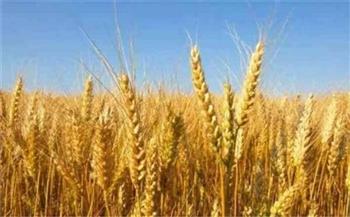 التموين : نستهدف زراعة 450 ألف طن من القمح بالمنيا  