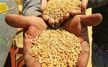 «تموين الإسكندرية»: موسم توريد القمح هذا العام سيكون مميزًا