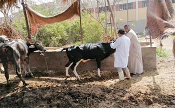 تحصين 244 ألف رأس ماشية ضد الحمى القلاعية و«الوادي المتصدع» بالغربية