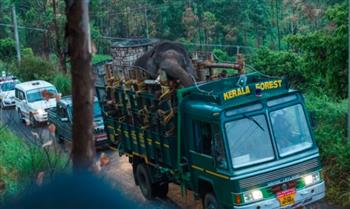 القبض على فيل محب للأرز بعد تسببه بمقتل 6 أشخاص بالهند