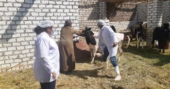 تحصين 99 ألف رأس ماشية ضد الحمى القلاعية والوادي المتصدع في بني سويف حتى الآن 