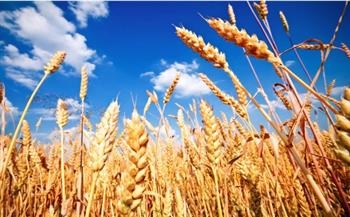 إرشادات مهمة لحصاد القمح مع اقتراب الموسم