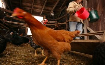 أغرب حكم.. السجن لصيني عذّب الدجاج حتى الموت