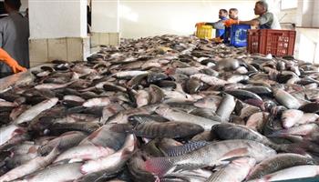 أسعار الأسماك اليوم السبت 13 مايو 2023