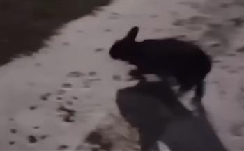 بالفيديو.. أرنب أسود  يرعب سكّان ولاية أمريكية وهكذا كان مصيره