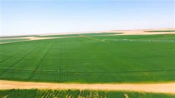 إنتاجية القمح تتجاوز الـ700 ألف طن وتحقق طفرة هائلة في زراعة واستصلاح الأراضي بتشوكى